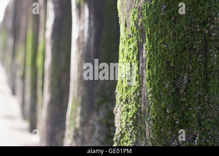 Moss covered on wooden posts on beach, Renesse, Schouwen-Duiveland, Zeeland, Netherlands Stock Photo