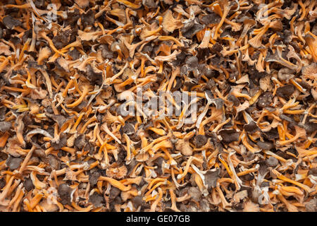 Dried mushrooms as texture Stock Photo