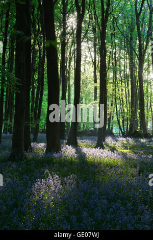 Bluebell wood, near Stow-on-the-Wold, Cotswolds, Gloucestershire, England, United Kingdom, Europe Stock Photo