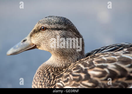 Close up view of female hen mallard Stock Photo