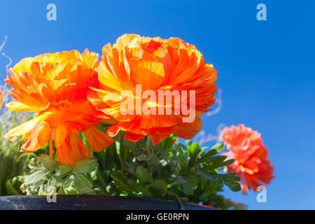 Red peony flowers in summer garden over blue sky background