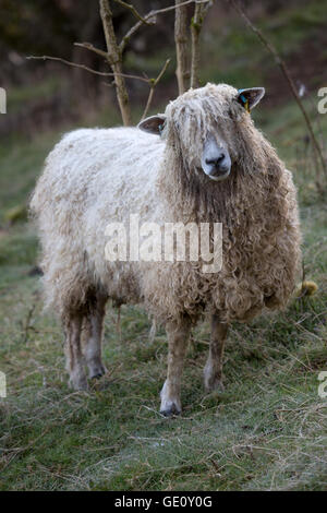 Cotswold Lion breed of sheep, Cotswolds, Gloucestershire, England, United Kingdom, Europe Stock Photo