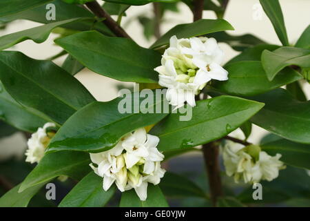 Daphne odora alba Stock Photo