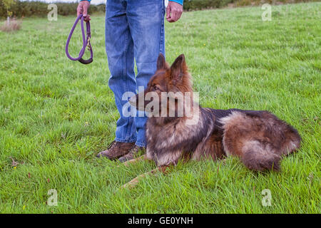 German shepherd Dog laid on grass next to his handler who is holding a lead Stock Photo