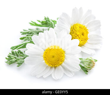 Chamomile or camomile flowers isolated on white background. Stock Photo