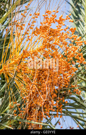 Date fruits on the tree. Close-up. Stock Photo