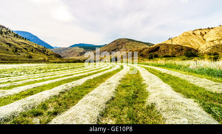 Rows of Hay on a hay field along Highway 8 between Merritt and Spences Bridge in British Columbia, Canada Stock Photo