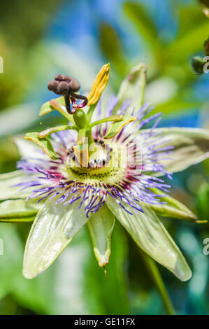 Passion flower in bloom close up Stock Photo