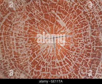 close up of cross-section wood texture background. Stock Photo