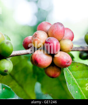 Ripe coffee beans on plant. Stock Photo