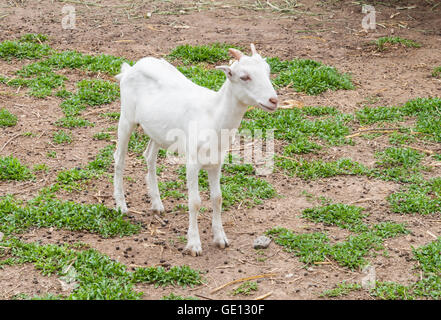 white goats feeding on the farm. Stock Photo
