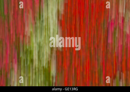 Abstract photo of multicoloured flowers on the ground in the park in spring Stock Photo