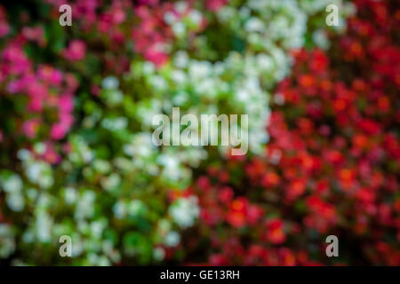 Abstract photo of multicoloured flowers on the ground in the park in spring Stock Photo