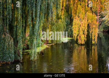 Yellow leaves on tree reflecting in a river in autumn Stock Photo