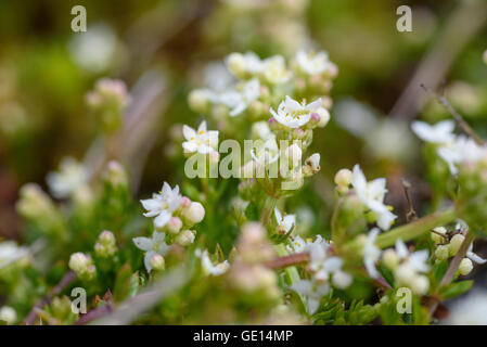 Heath Bedstraw, Galium saxatile, wildflower, Dumfries & Galloway, Scotland Stock Photo