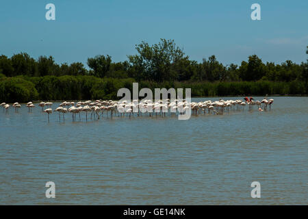 Greater Flamingos at Pont de Gau ornithological park Stock Photo