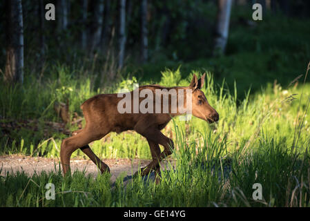 Moose calf in the morning light in Alaska Stock Photo