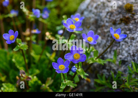 Anemone Trullifolia, cultivated garden flower Stock Photo
