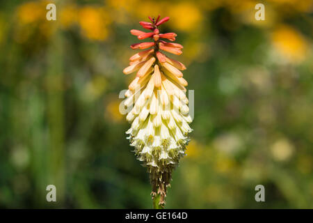 Kniphofia / tritoma or red hot poker and torch lily Stock Photo