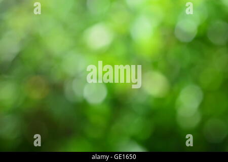 green bokeh abstract background Stock Photo