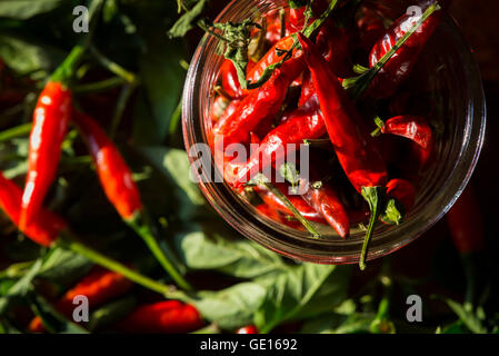 THAI CHILI PEPPERS Stock Photo