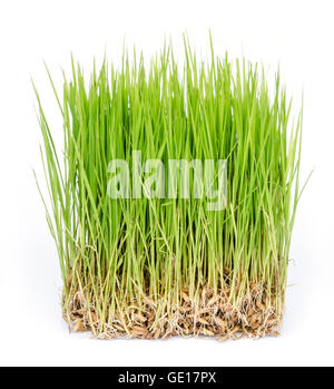 close up of rice sprouts  growing from seeds. Stock Photo