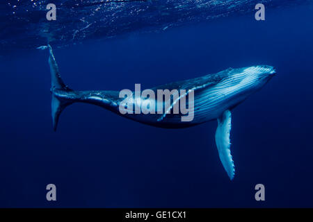 Humpback whale swimming Underwater, Tonga, South Pacific Stock Photo