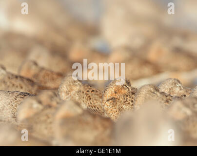 Group of Marbled Godwit (Limosa fedoa) birds huddled together on a beach, Florida, United States Stock Photo