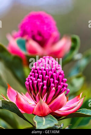 The Waratah is the floral emblem of New South Wales Stock Photo