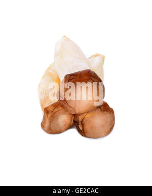 King Oyster mushroom (Eringi) on white backgroud. Stock Photo