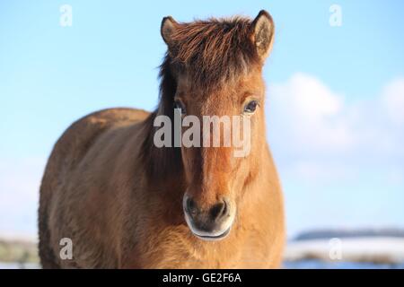 Icelandic horse Portrait Stock Photo