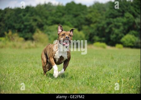 running Olde English Bulldog Stock Photo