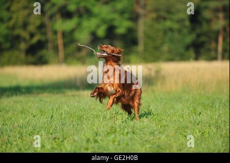 playing Irish Red Setter Stock Photo