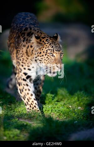 north china leopard Stock Photo