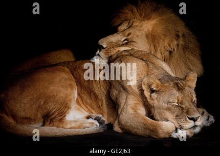 lions Stock Photo