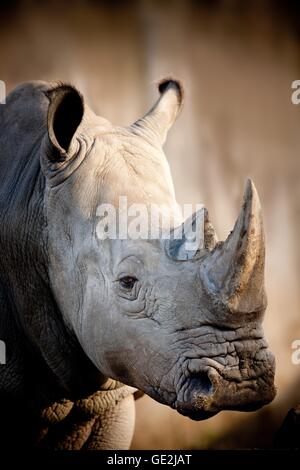 rhino Stock Photo