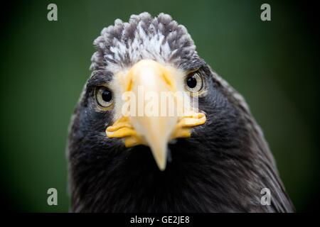 Stellers sea-eagle Stock Photo