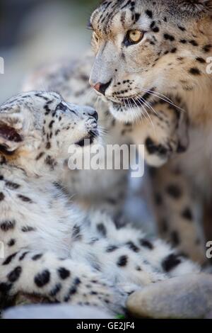 snow leopards Stock Photo