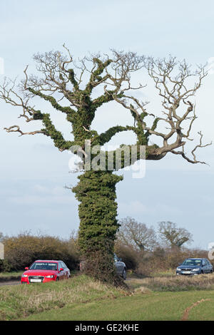 Oak Tree (Quercus robur) with trunk smothered in Ivy (Hedera helix). Worstead. Norfolk. Stock Photo