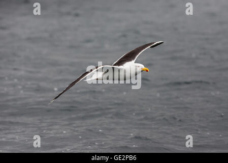 Lesser black-backed gull (Larus fuscus) in flight
