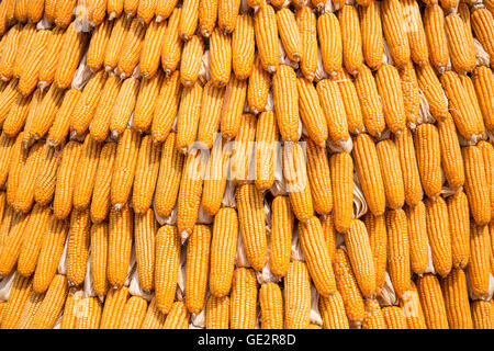 Grains of ripe corn, Raw corn, Fresh corn, Corn background Stock Photo