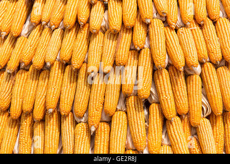Grains of ripe corn, Raw corn, Fresh corn, Corn background Stock Photo