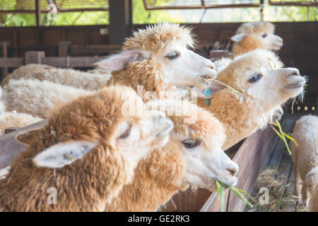 Alpaca in farm Stock Photo