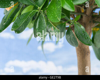 Wet lemon tree leaves on the blue sky background. Stock Photo