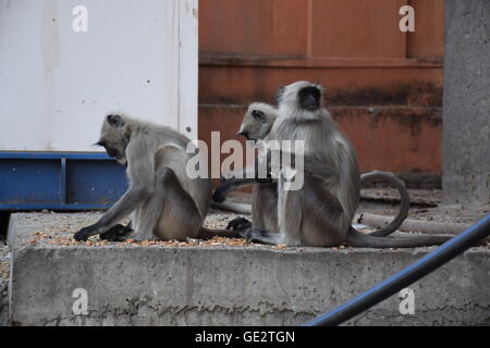 Three monkeys on the streets of Jaipur, Rajasthan, India Stock Photo