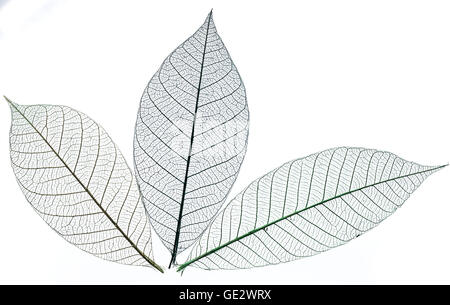 Skeletons of leaves. Isolated on a white background. Stock Photo