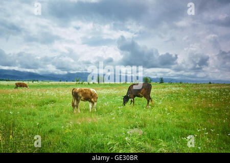 Cows eating grass on a farm in daylight, under a dark stormy sky Stock Photo