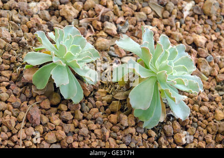 FLOWER CRASSULACEAE OR ECHEVERIA OR BLACK PRICE on rock soil garden in Thailand Stock Photo