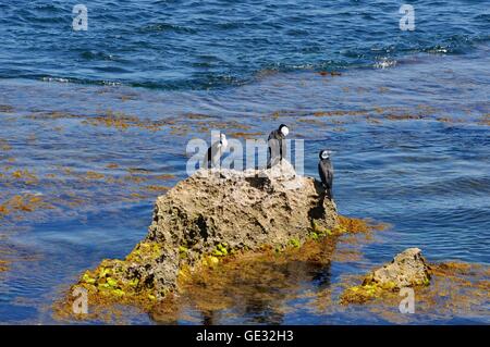 A group of Australian Pied Cormorants on a wharf in Kangaroo island ...