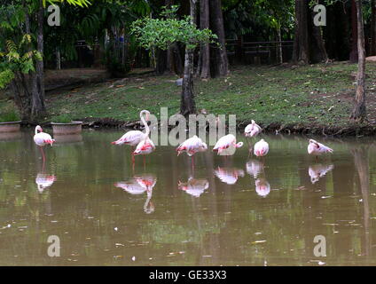 Flock of flamingos in a lake in a public park. Stock Photo